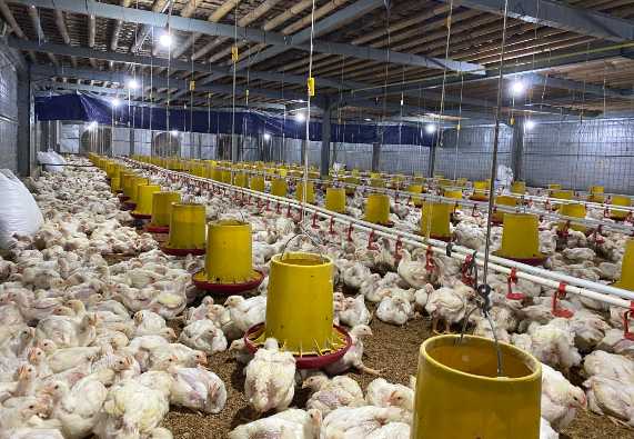 Ternak Ayam Peluang Usaha yang Menjanjikan